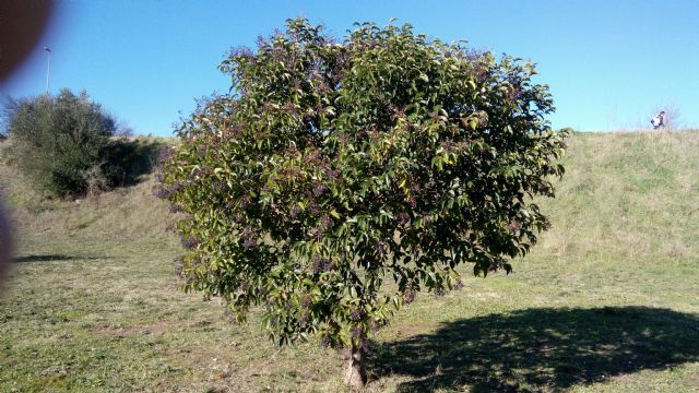 albero da determinare...